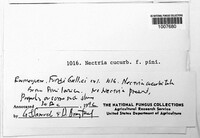 Corinectria fuckeliana image